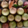 Une décennie d’efforts pour exporter des pommes étoilées vers les États-Unis 