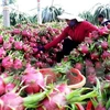 Efforts pour améliorer la qualité des fruits vietnamiens
