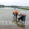 Les variétés de riz vietnamiennes représentent 59% de la superficie rizicole du pays 