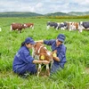 Vinamilk construira quatre fermes laitières de haute technologie à Thanh Hoa