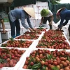 Le Vietnam vise les 10 milliards d’USD d’exportations de fruits et légumes sous peu