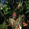 Vietnam - Mexique : opportunités de coopération dans l’agriculture