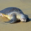 Une tortue olivâtre est relâchée à la mer
