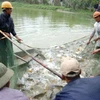 Hanoï: 13 projets d’élevage aquacole intensif dans 10 districts