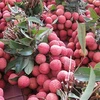 Accélérer l’exportation des fruits vietnamiens vers le marché chinois