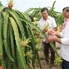 Le fruit du dragon, un filon économique à Tiên Giang