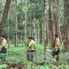 Tay Nguyen : reboisement plus de 12.500 ha de forêt pendant la saison des pluies