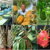 IGP: Vietnam au 2e rang des pays Sud-Est asiatiques ayant le plus de produits agricoles protégés