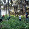 Vietnam et Laos : coopération accrue dans l’application de la législation forestière