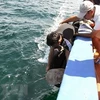 Kien Giang: 12 tortues marines rendues à la nature