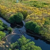 Exploration de la mangrove Ru Cha en automne