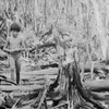 60 ans de la catastrophe de l'agent orange/dioxine au Vietnam : une guerre cruelle