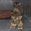 Gros efforts du Vietnam dans la lutte contre l’élevage et le commerce illégaux des tigres