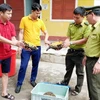 Quang Binh réceptionne trois tortue terrestre Manouria Impressa