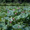 Une vallée de lotus en banlieue de Hanoï plaira à tous les romantiques 