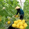 Cân Tho appelle aux investissements néerlandais dans le secteur agricole