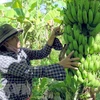 La signature de protocole de l'exportation officielle de bananes vers la Chine 