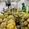 Exportation: 2023, une année prometteuse pour les fruits vietnamiens