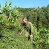 Tuyên Quang plante plus de 10.500 hectares de forêt