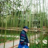 Une bambouseraie luxuriante au cœur de Hanoï