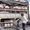 La peste porcine africaine frappe 46 des 63 villes et provinces du Vietnam