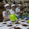 Le Vietnam et la R. de Corée coopèrent dans la recherche en médecine traditionnelle