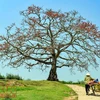 Six arbres précieux reconnus comme patrimoine national