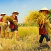 Ho Chi Minh-Ville : développer l’agrotourisme dans les districts périurbains