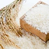 Hanoï exportera du riz Japonica