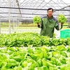 Exportation de légumes hydroponiques de Da Lat vers la République de Corée