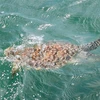 Une rare tortue de mer sauvée à Ba Ria - Vung Tau