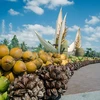 La 5e édition du Festival de la noix de coco de Bên Tre prévue en novembre