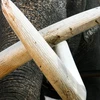 Singapour va interdire le commerce intérieur d'ivoire