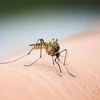 Les Philippines recensent plus de 188.000 cas de dengue en huit mois