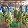 HAGL Agrico expédie sa première cargaison de bananes à partir du Cambodge vers la Chine