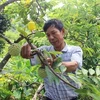 Vinh Phuc : cultiver les pommes-cannelle pour sortir de la pauvreté