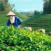 Instauration de marques pour le thé vietnamien