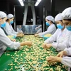2018: le Vietnam reste le ​plus grand exportateur mondial de noix de cajou 