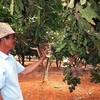 Lam Dong exporte des noix de macadamia en République de Corée et à Singapour