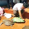 Relâcher des tortues rares dans la nature