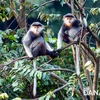 Les primates rares à Da Nang font face à de sérieuses difficultés