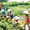 Promotion de l'agrotourisme à Ho Chi Minh-Ville