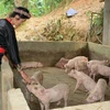 Le Vietnam empêche activement la propagation de la peste porcine africaine