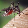 Les Philippines font face à une épidémie nationale de dengue