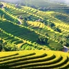 Des champs jaunes en terrasses à Hoàng Su Phi