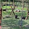 Centre de sauvetage des ours de Tam Dao, dans la province de Vinh Phuc