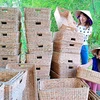 Le métier de tissage de paniers en jacinthe d’eau à Bac Liêu