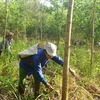 Quang Tri encourage la gestion durable des forêts en réponse au changement climatique