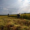 Les exportations de riz du Cambodge augmentent au cours des deux premiers mois