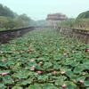 Admirer les fleurs de lotus parfumées à Thua Thiên-Huê